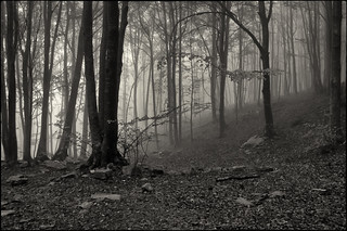 entreclaror entre bromes (fotopsia.cat)
