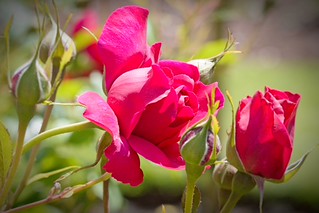 Pink Roses. (r.zenon)