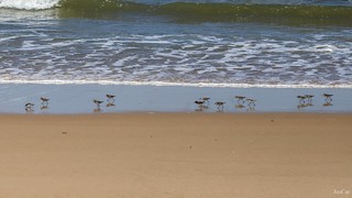 Parque Nacional de Do&ntilde;ana, correlimos - JosCar - 050626 - 3 (105) (Jos&eacute; Carlos Cabello)