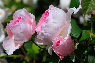 Pink Roses. (r.zenon)