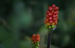 Arum italicum... (JLuis San Agust&iacute;n)