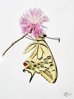 Maca&oacute;n (Pedro Gonzalez Aurrekoetxea)