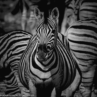 NAMIBIA IN B&W 2026 (Joan Gonz&aacute;lez_Miratges)