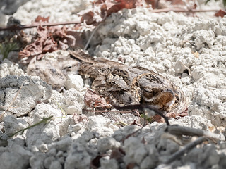 CHOTACABRAS PARDO (BLAMANTI)