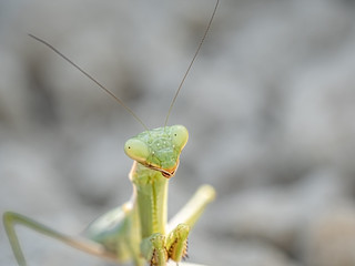 MANTIS RELIGIOSA (BLAMANTI)