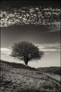 L'arbre que llegia els n&uacute;vols (fotopsia.cat)