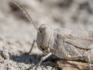 SALTAMONTES (BLAMANTI)