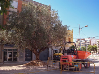 Olivo en peligro. (J.G.Sansano)