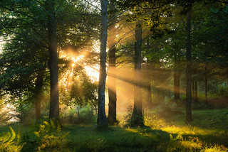 Golden Awakening (Hector Prada)