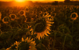Girasoles al amanecer (JLuis San Agust&iacute;n)