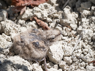 CHOTACABRAS PARDO (BLAMANTI)