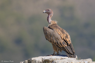 Alerta (Antonio Puche)