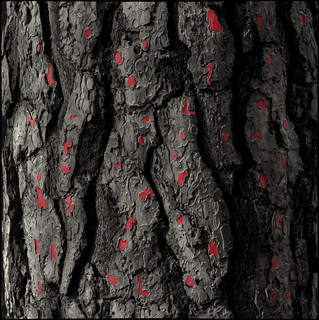 Pinto secrets vermells a l'escor&ccedil;a (fotopsia.cat)