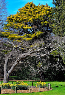 Christchurch Botanical Gardens, New Zealand. (Philip Wood Photography)