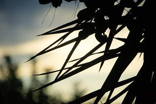 CACTUS-DSC_4797-NK700 (rlginer)