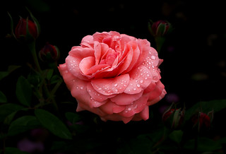 Una rosa (Ger1969)