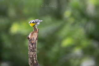 Yellow-throated Warbler (veltrahez)