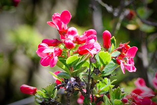 Pink Flowers. (r.zenon)
