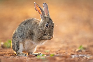 Conejo ib&eacute;rico / Iberian rabbit (Oryctolagus algirus) (Santiago GV)