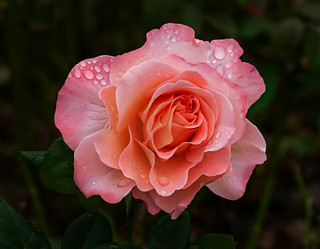 Una rosa (Ger1969)