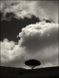 Un arbre com una m&agrave; (fotopsia.cat)