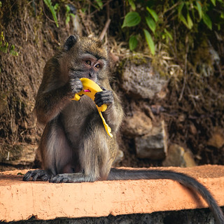 Monkey in Ganga Talao (jokin.lacalle)