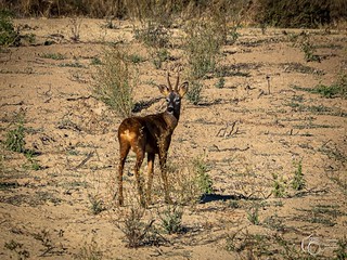 Corzo (Pedro Gonzalez Aurrekoetxea)