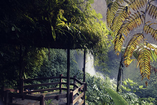 The breath of the Jungle (dmesasatero)