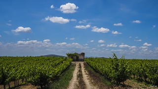 Sierra de Montilla, entre vides - JosCar - 180526 - 1 (4) (Jos&eacute; Carlos Cabello)