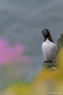 Hello (Antonio Puche)