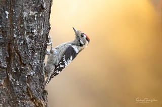 Pico menor / Lesser Spotted Woodpecker (Dryobates minor) (Santiago GV)