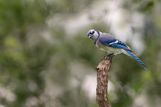 Blue Jay (veltrahez)