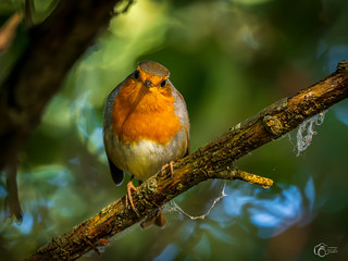 Txantxangorri (Pedro Gonzalez Aurrekoetxea)