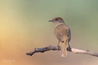 Curruca capirotada / Eurasian Blackcap (Sylvia atricapilla) (Santiago GV)