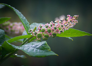 Pink&Green (jokin.lacalle)