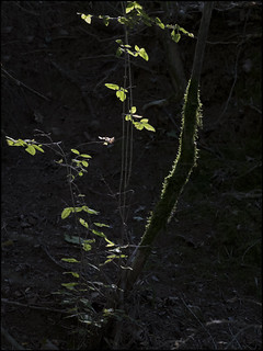 Un plugim de llum (fotopsia.cat)