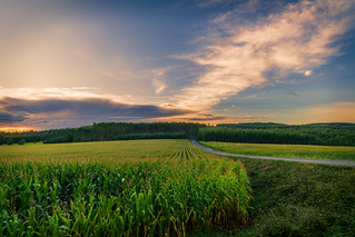 Amanece en el campo de maiz (marianobs)