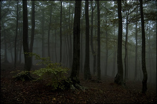 Avui el bosc &eacute;s un vell amic (fotopsia.cat)