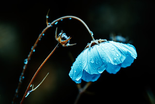 Blue in the Rain (ROGOdesign)