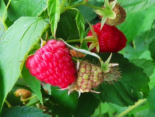 Wild Raspberry Summer Treasures (jazzmoon12)