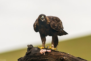 El &aacute;guila (Manuel C G)