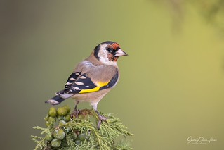 Jilguero europeo / European Goldfinch (Carduelis carduelis) (Santiago GV)