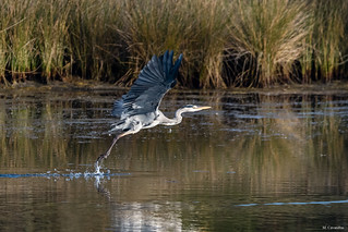 Levantando el vuelo (Manuel C G)
