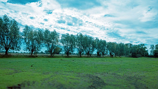 DSC_0278-2.jpg 1 . Ligne d&rsquo;arbres (yves62160)