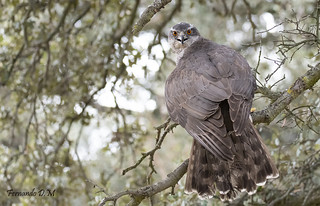 Azor (Accipiter gentilis) GOSHAWK (Fernando Dom&iacute;nguez Magar&iacute;n)