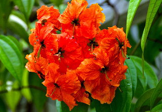 Kuala Lumpur Orchid Garden (Philip Wood Photography)