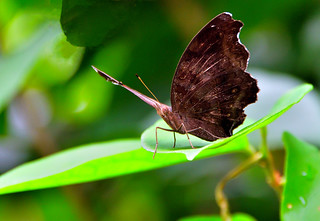 Kuala Lumpur Orchid Garden (Philip Wood Photography)