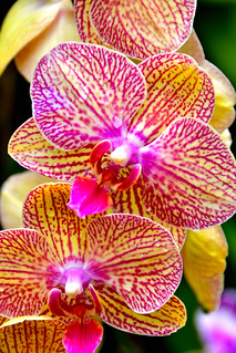Kuala Lumpur Orchid Garden (Philip Wood Photography)