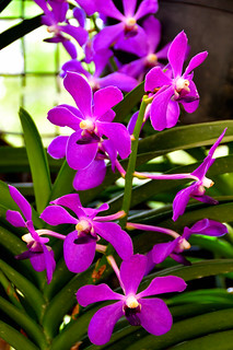 Kuala Lumpur Orchid Garden (Philip Wood Photography)