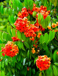 Kuala Lumpur Orchid Garden (Philip Wood Photography)